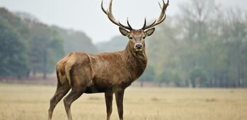 Société Communale de Chasse de Liginiac